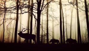 Wildtiere im Wald