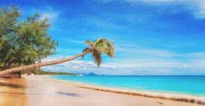 Urlaubsbild mit Strand und Palmen