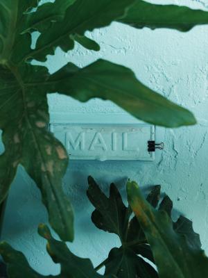 Hinter einer Pflanze ist ein Briefkastenschlitz mit der Aufschrift Mail (englisch für Post) zu sehen.)