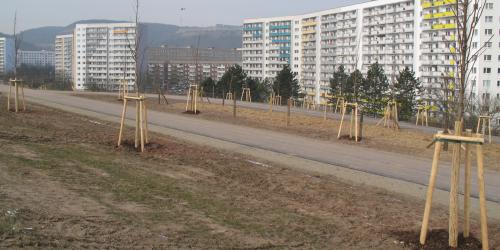Baumpflanzung auf dem Lobdeburgtunnel