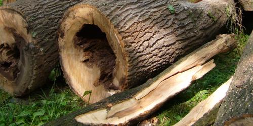 Stücke eines gefällten Baumes liegen im Grünen